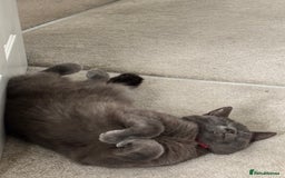 Russian Blue cats for sale: 2 Yr Male Russian Blue fo sale - Image 4