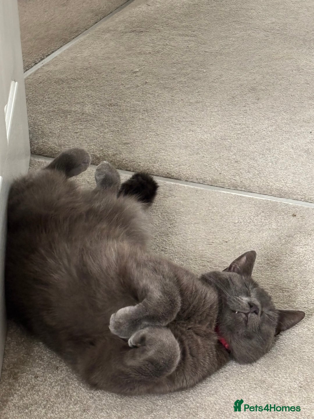 Russian Blue cats for sale: 2 Yr Male Russian Blue fo sale - Image 4