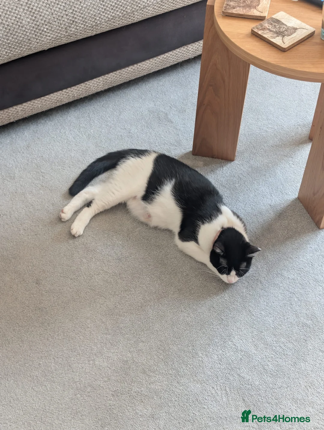 Domestic Shorthair cats for sale: Short haired domestic kittens in Exeter - Advert 2