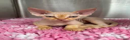 Devon Rex cats for sale: Stunning GCCF Devon Rex kittens.  - Advert 1