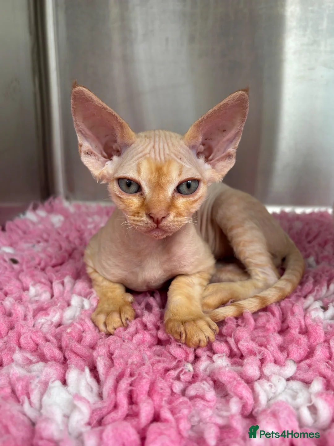 Devon Rex cats for sale: Stunning GCCF Devon Rex kittens.  - Advert 1