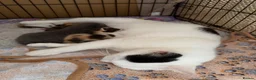 Mixed Breed cats for sale: 🐱 Beautiful friendly kittens 🐱 £180-£250  - Advert 4