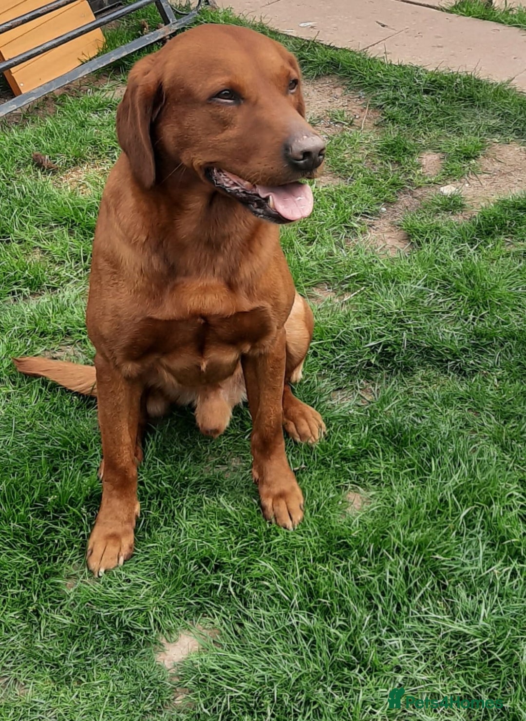 Labrador Retriever dogs for sale: 💥H/TESTED WORKING FOX RED LABRADORS FOR SALE💥 - Image 11
