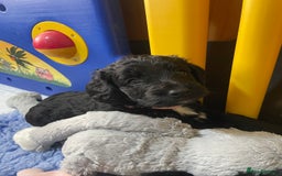 Cockapoo dogs for sale: Very Similar to the cockapoo Sproodle puppies - Image 18