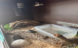 Boa Snake reptiles for sale: Male Ball Python + Full Viv Setup - Image 4
