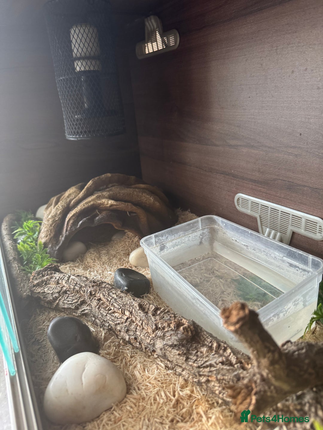 Boa Snake reptiles for sale: Male Ball Python + Full Viv Setup - Image 4