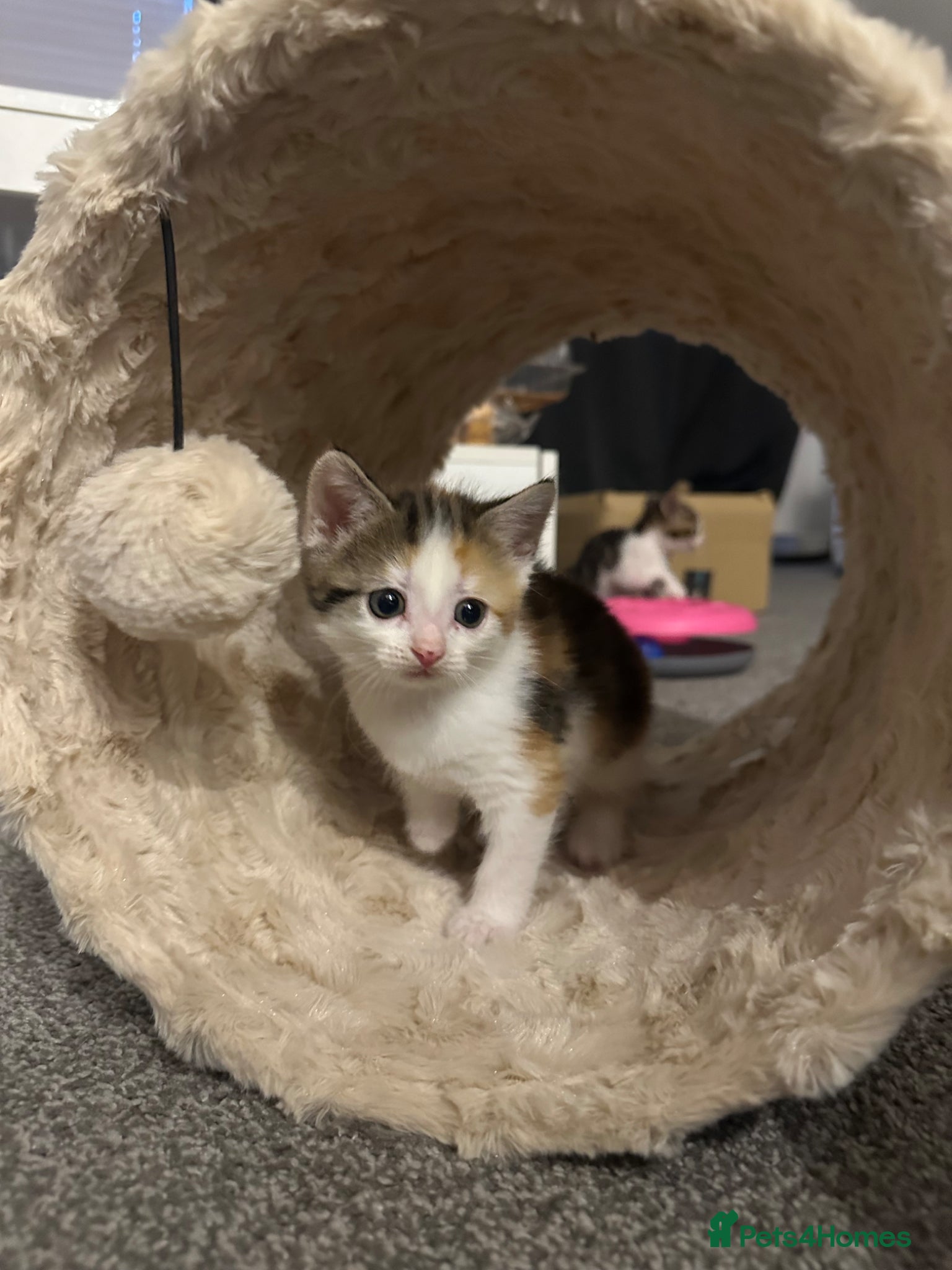 Aegean cats Adorable Calico Kitten For Sale - Advert 2