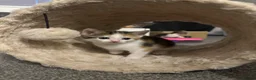 Aegean cats for sale: Adorable Calico Kittens For Sale - Advert 5