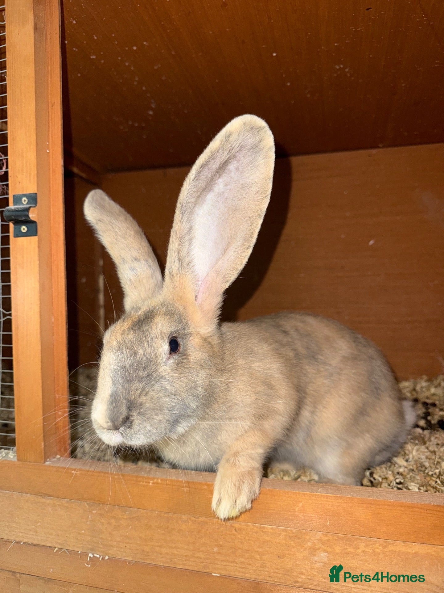 Continental Giant rabbits Continental Giants  - Advert 11