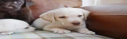Labrador Retriever dogs for sale: Stunning Health Tested Labrador Puppies - Advert 3