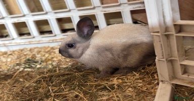 Mini Lop rabbits - Advert 2