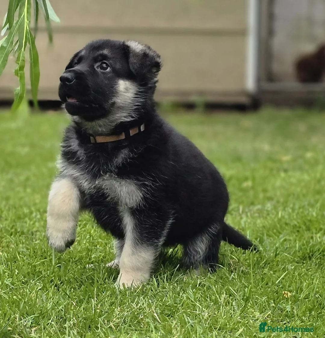 German Shepherd dogs for sale: ⭐ Rare East European Shepherd Puppies UK - Advert 38