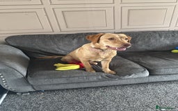 Labrador Retriever dogs for sale: nearly 7 month old labrador girl - Image 4