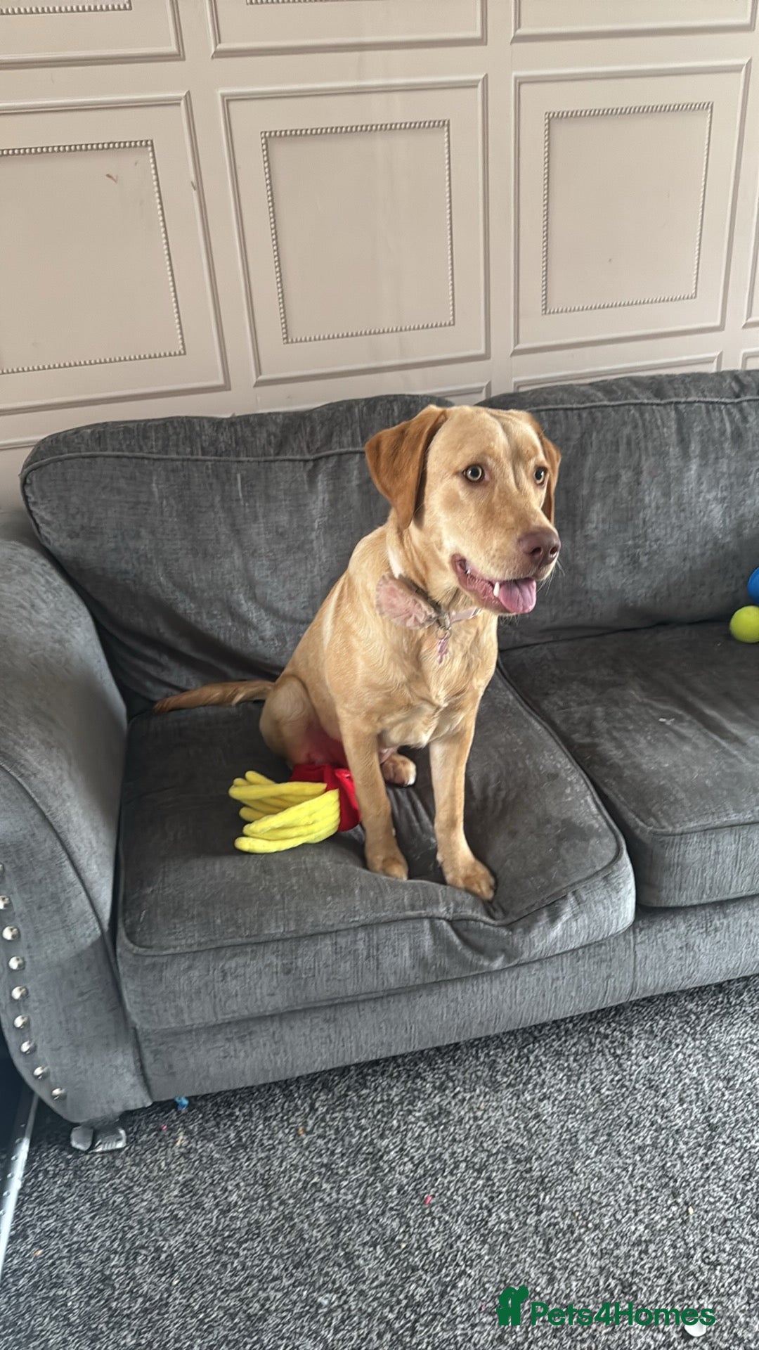 Labrador Retriever dogs for sale: nearly 7 month old labrador girl - Image 4