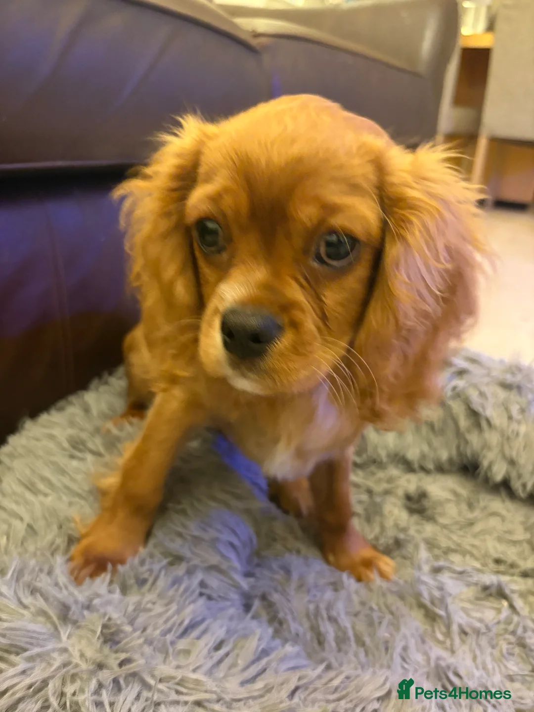 Cavalier King Charles Spaniel dogs for sale: 4 month old male King Charles spaniel for sale - Advert 2