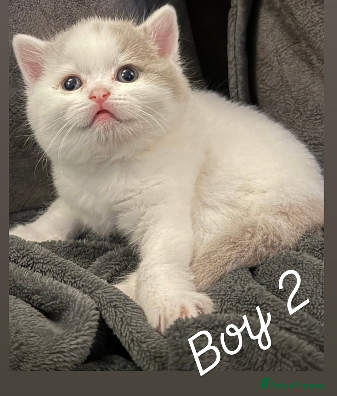 British Shorthair cats for sale: Registered British short hair babies available  - Advert 14