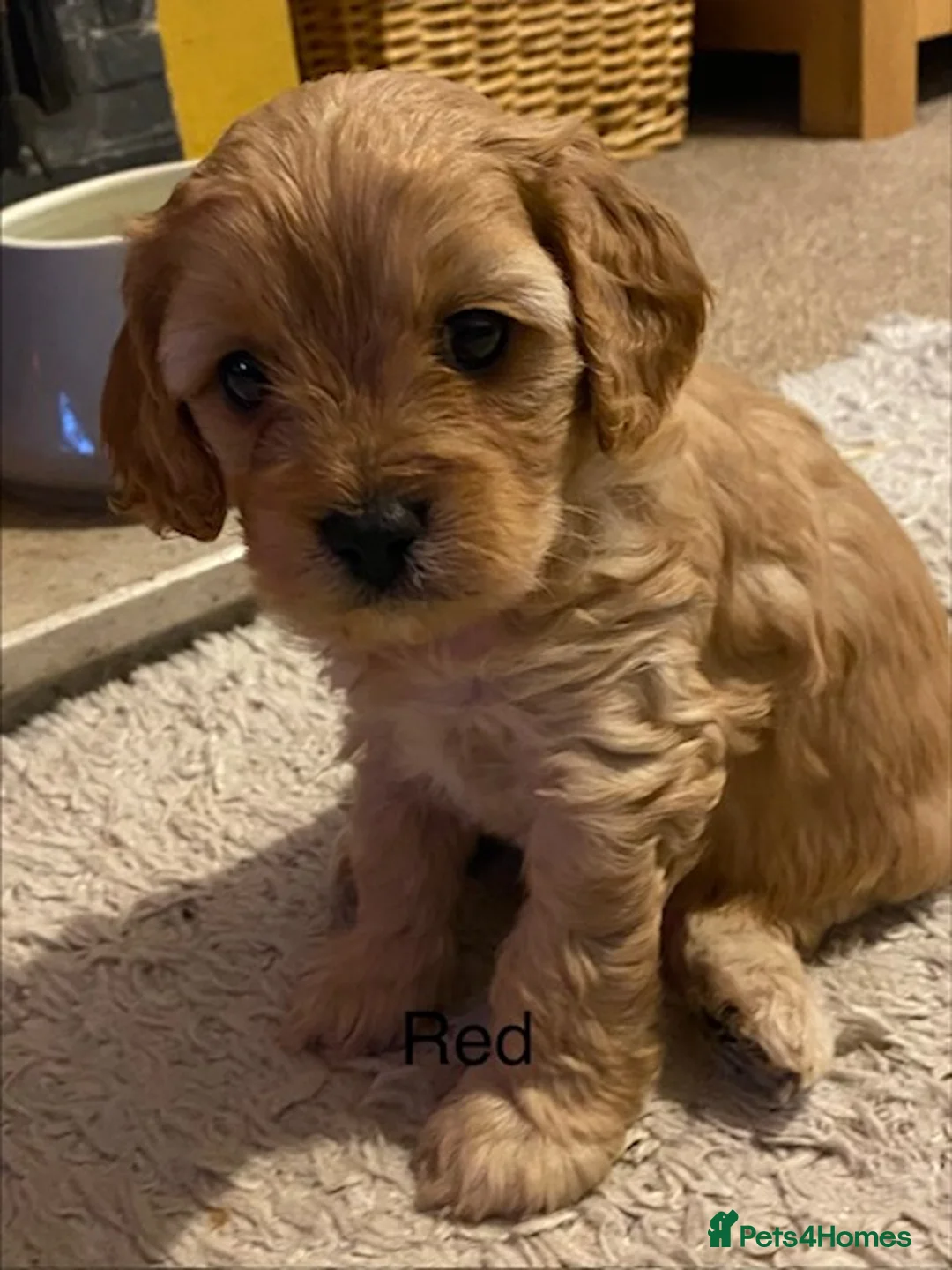 Cavapoo dogs for sale: Quality Cavapoo Puppies - Advert 2