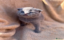 British Shorthair cats for sale: British Shorthair  - Image 10