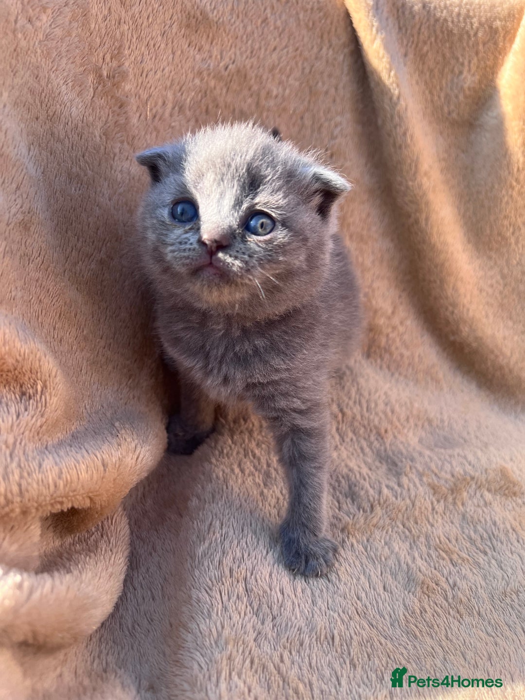 British Shorthair cats for sale: British Shorthair  - Image 10
