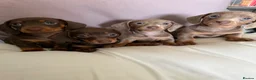 Dachshund dogs for sale: Dachshund puppies  - Advert 9