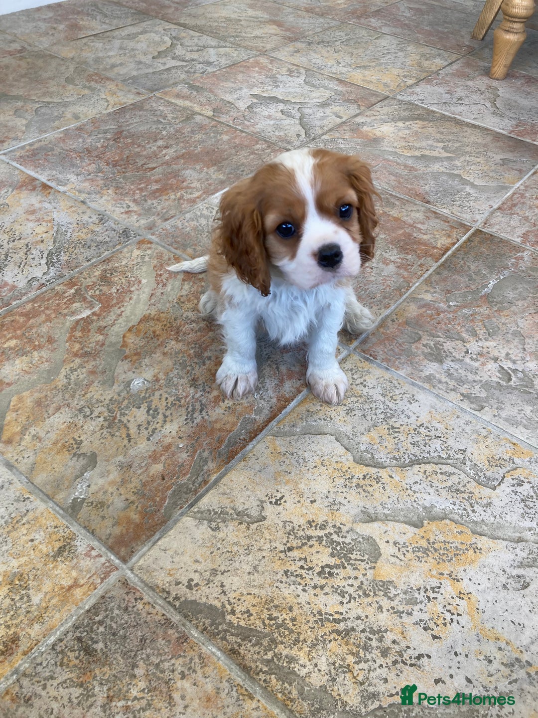 Cavalier King Charles Spaniel dogs for sale: Super KC blenheim pups - health tested parents - Advert 14