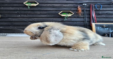 Mini Lop rabbits - Advert 1
