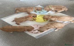 Cavapoo dogs for sale: Wonderful beautiful f1 champagne cavapoo babies  - Image 12