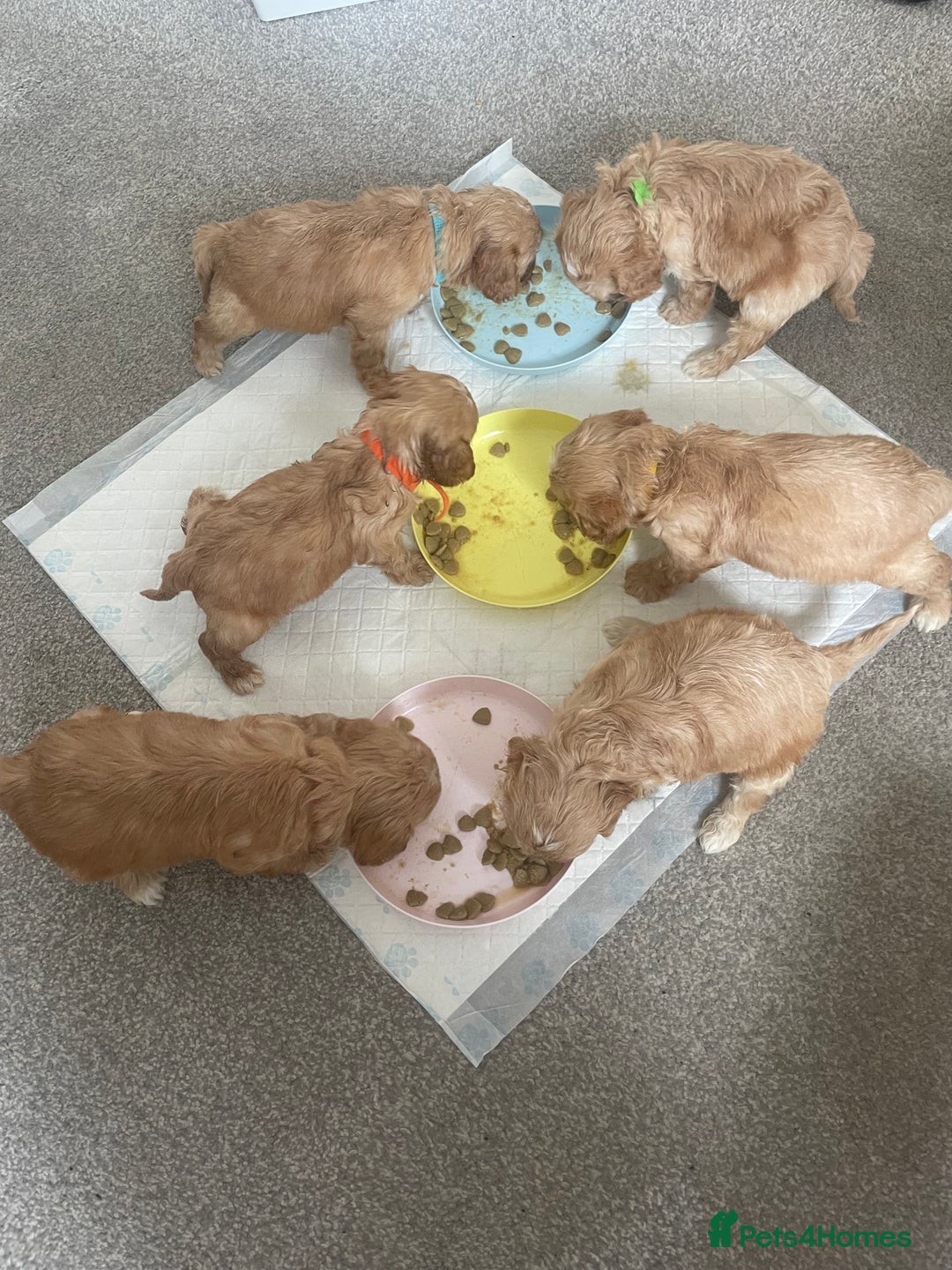 Cavapoo dogs for sale: Wonderful beautiful f1 champagne cavapoo babies  - Image 12
