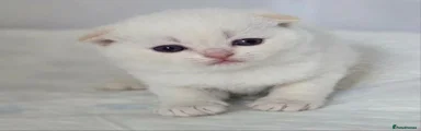 Scottish Fold 2