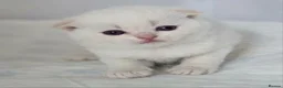 Scottish Fold cats for sale: Stunning Scottish Fold Kittens in Newtownabbey - Advert 4