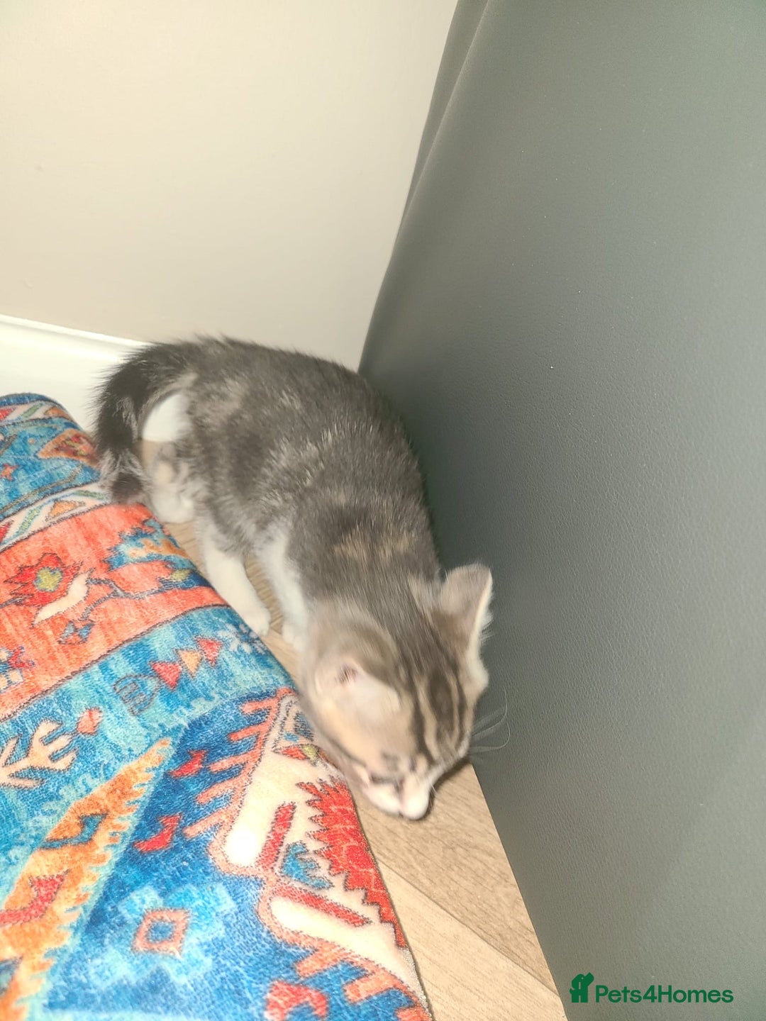 Mixed Breed cats for sale: Lilac & gold kittens  - Advert 8