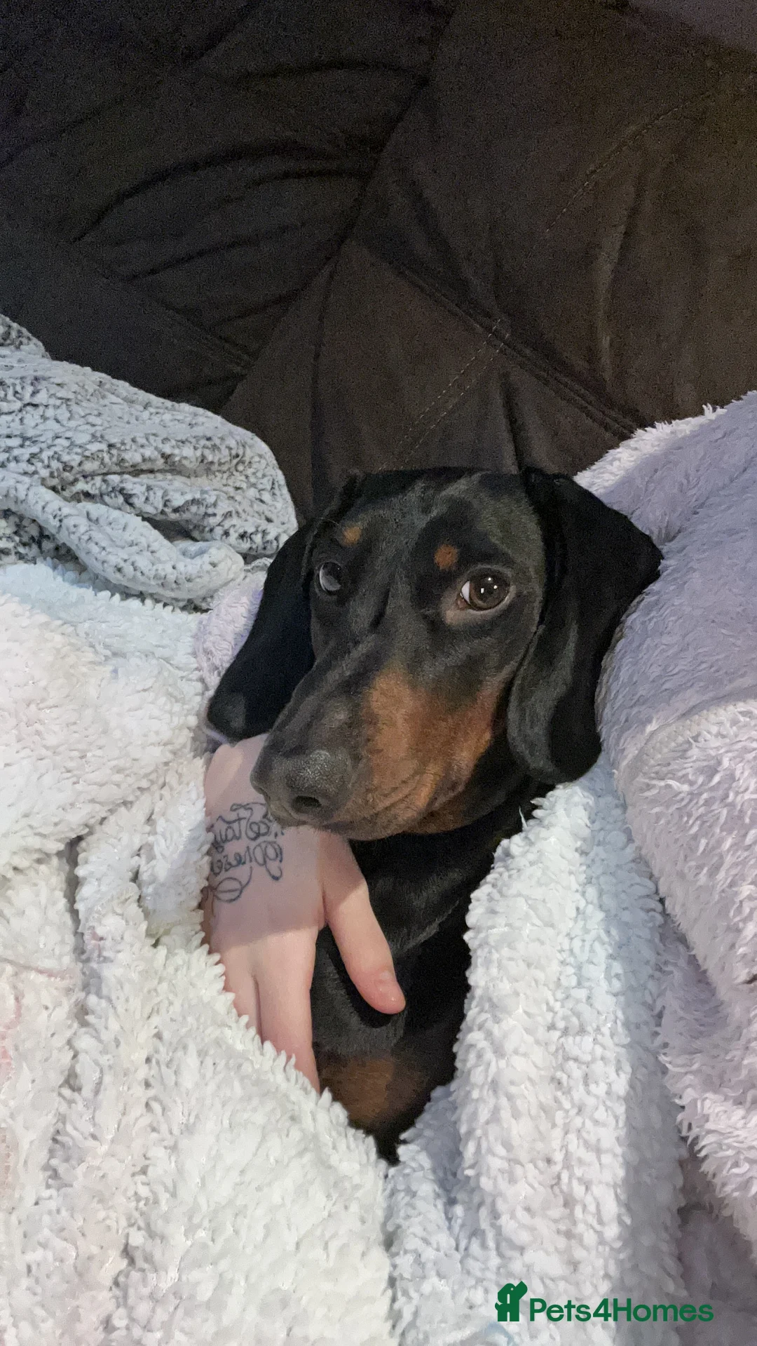 Dachshund dogs for sale: 4 year old male dachshund needs a home  - Advert 6