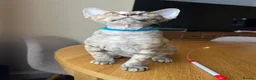 Devon Rex cats for sale: ❤️ OUR LAST GIRL FROM OUR SPRING LITTER  - Advert 32