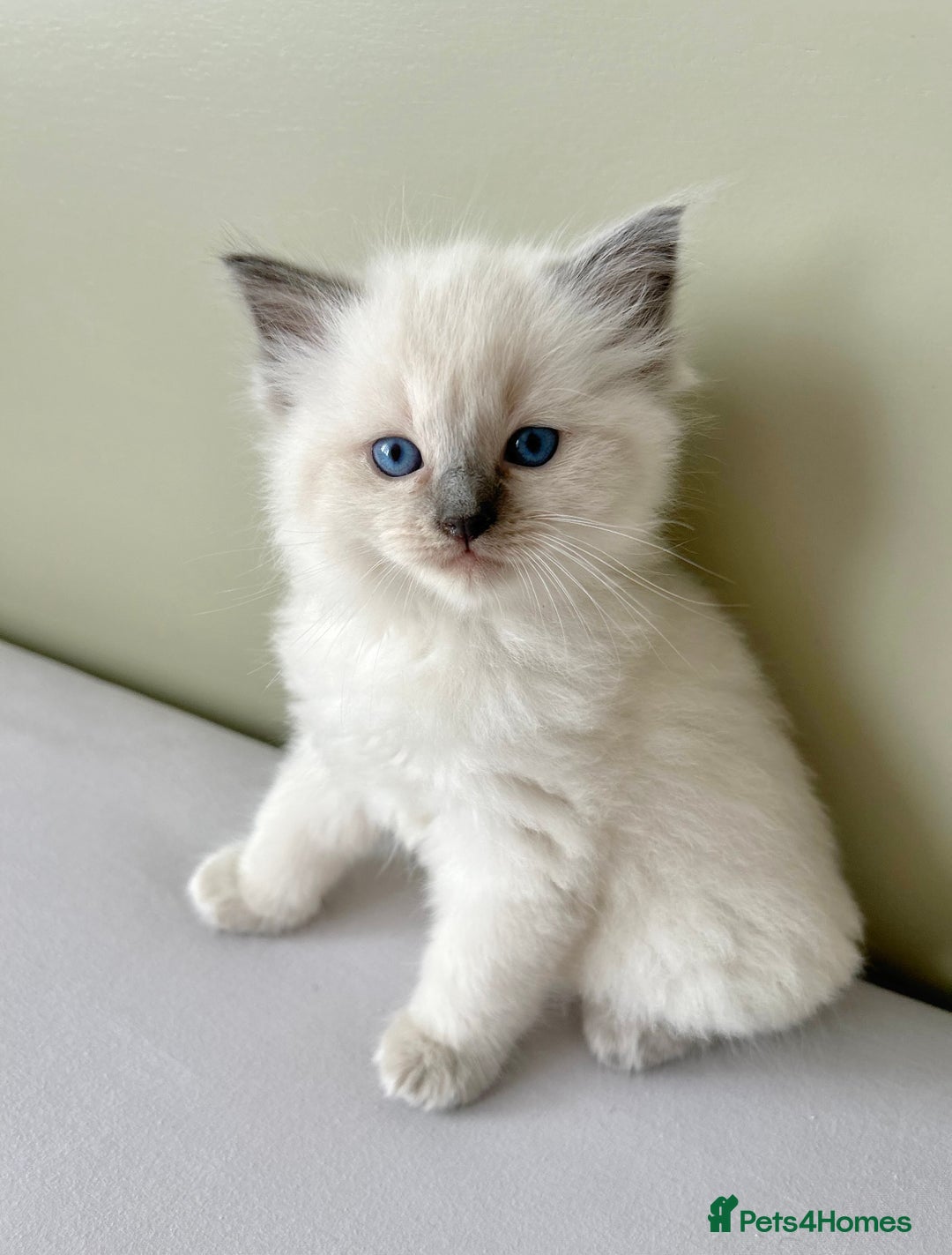 Ragdoll cats for sale: Gorgeous Male Ragdoll Kitten- Ready Now - Image 7