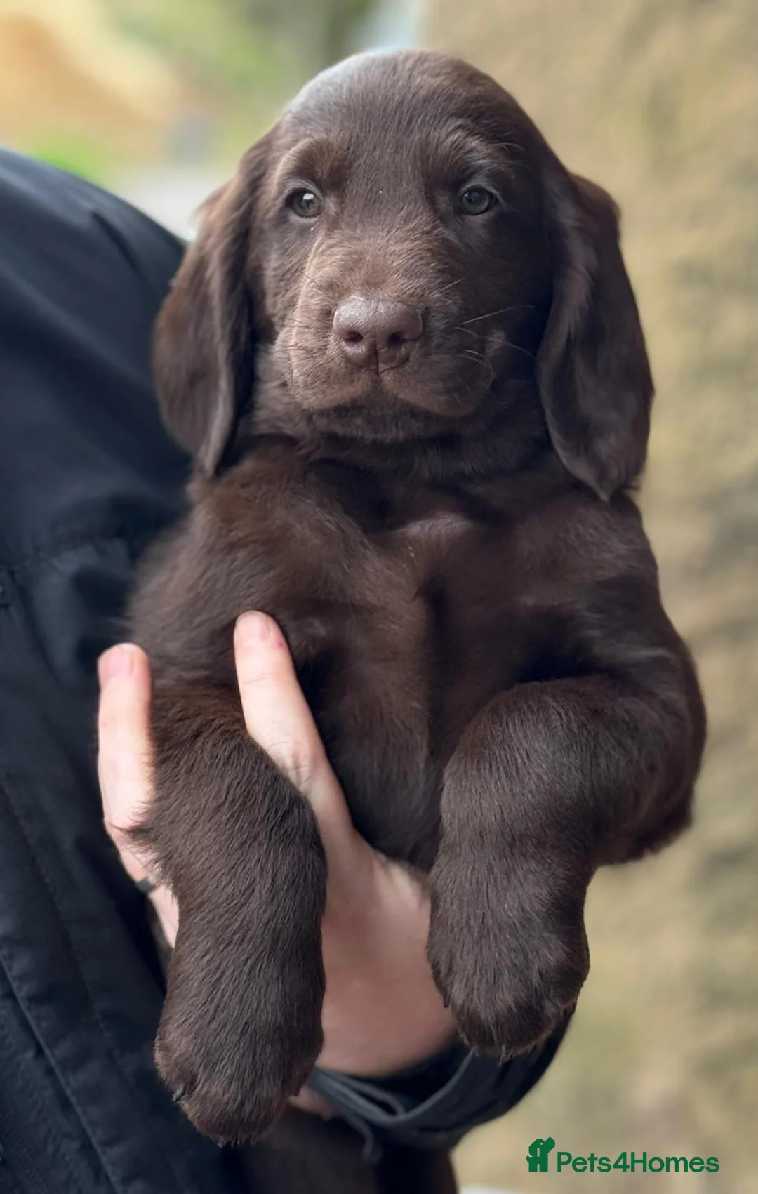 Flat coated Retriever dogs for sale: Stunning KC Reg Flatcoat Retriever puppies - Advert 1