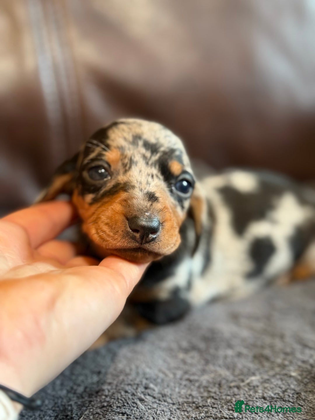 Dachshund dogs for sale: Beautiful standard dachshund puppies ❤️ - Image 5