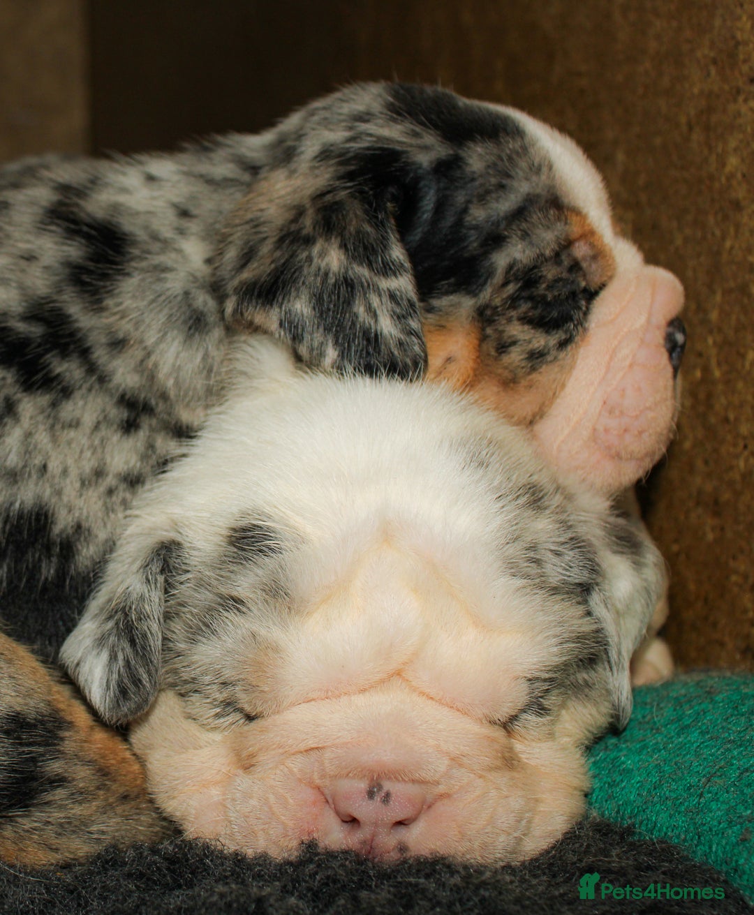 Olde English Bulldogge dogs for sale: Olde English Bulldog puppies - Image 11