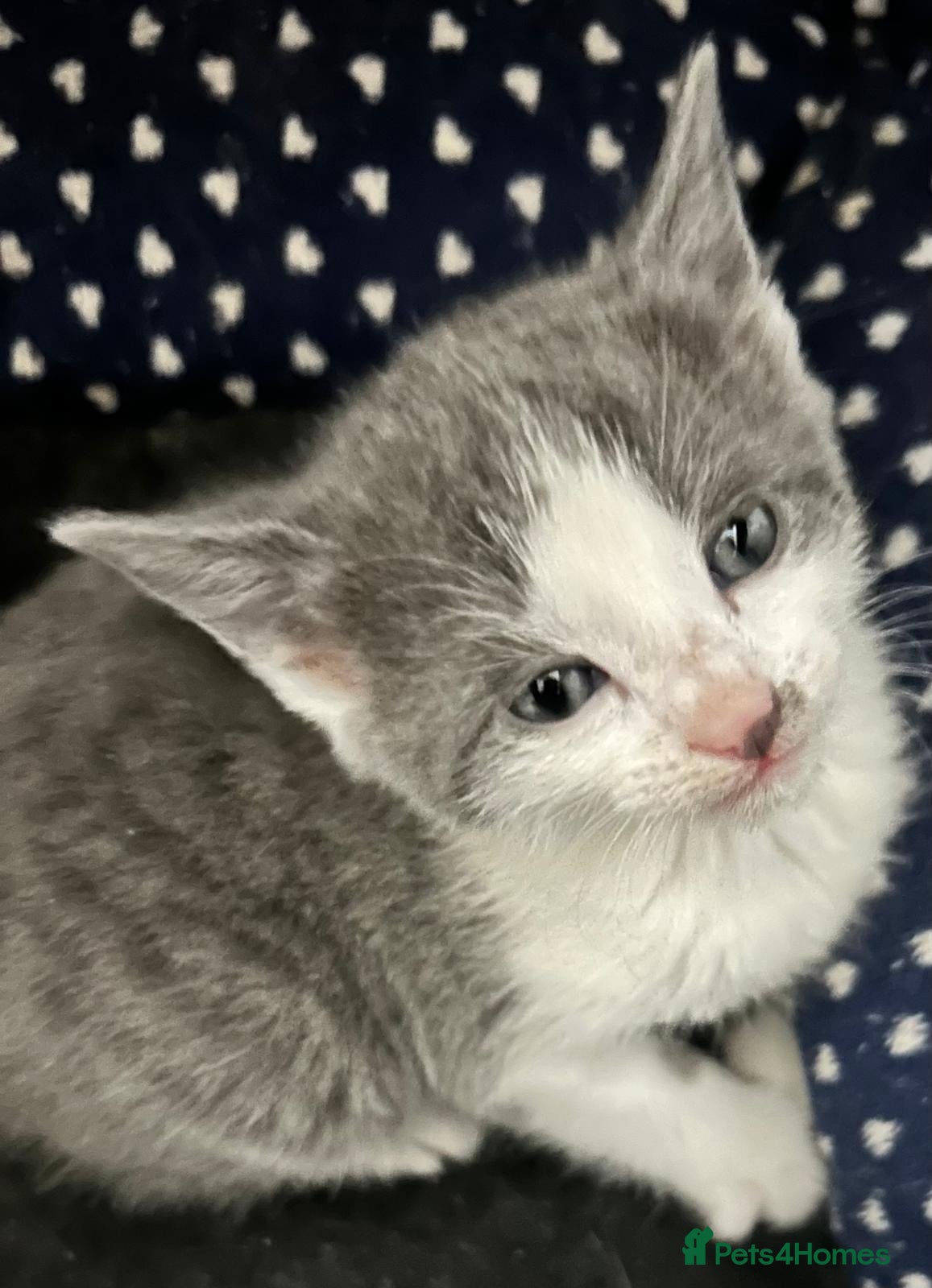 Mixed Breed cats Tuxedo cross tabby  - Advert 1