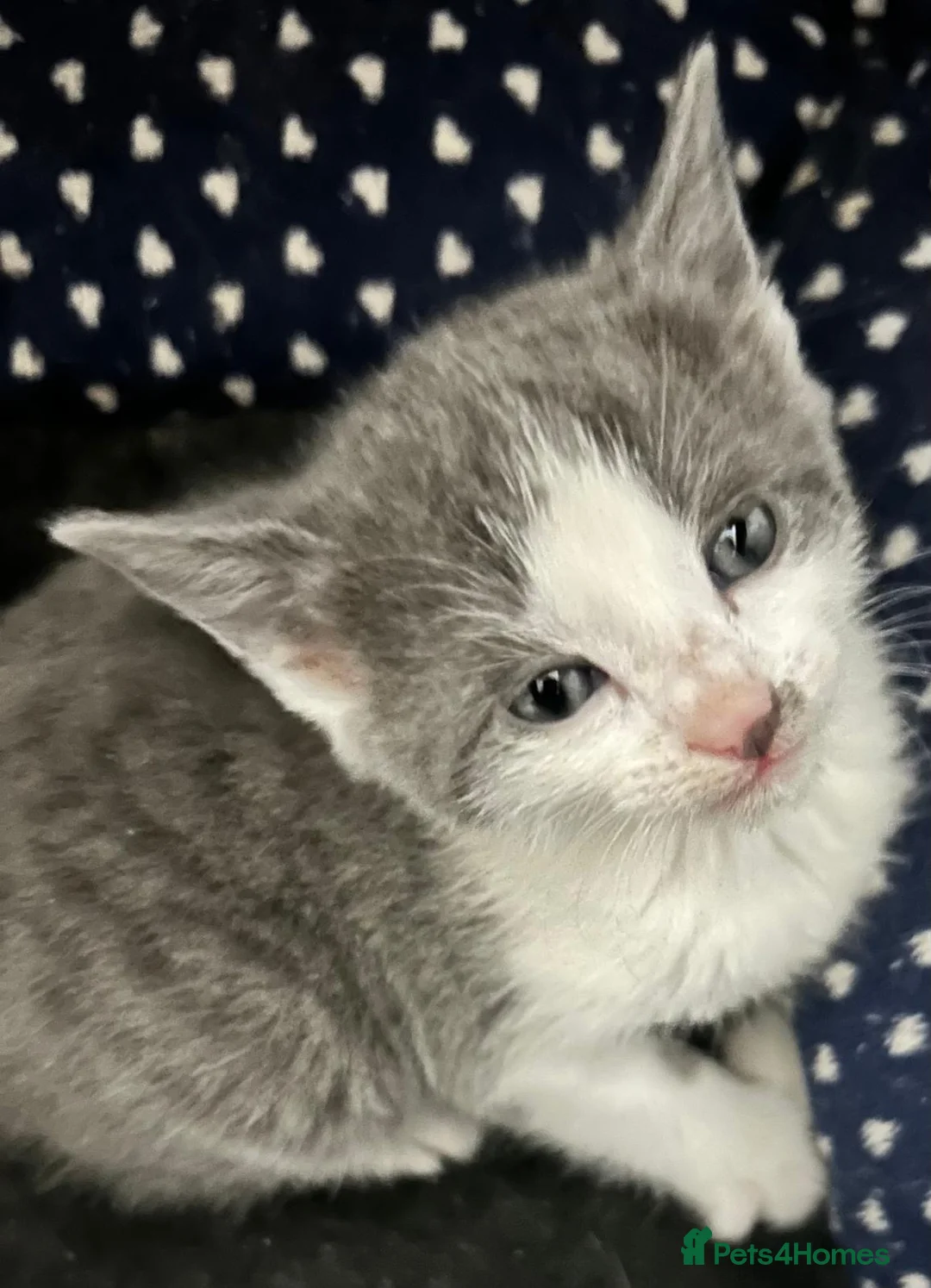 Mixed Breed cats for sale: Tuxedo cross tabby  in Houghton le Spring - Advert 1