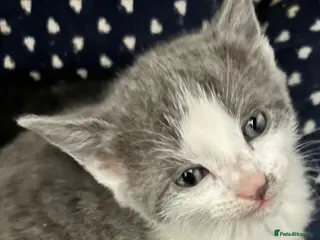 Mixed Breed cats Tuxedo cross tabby - Advert 3