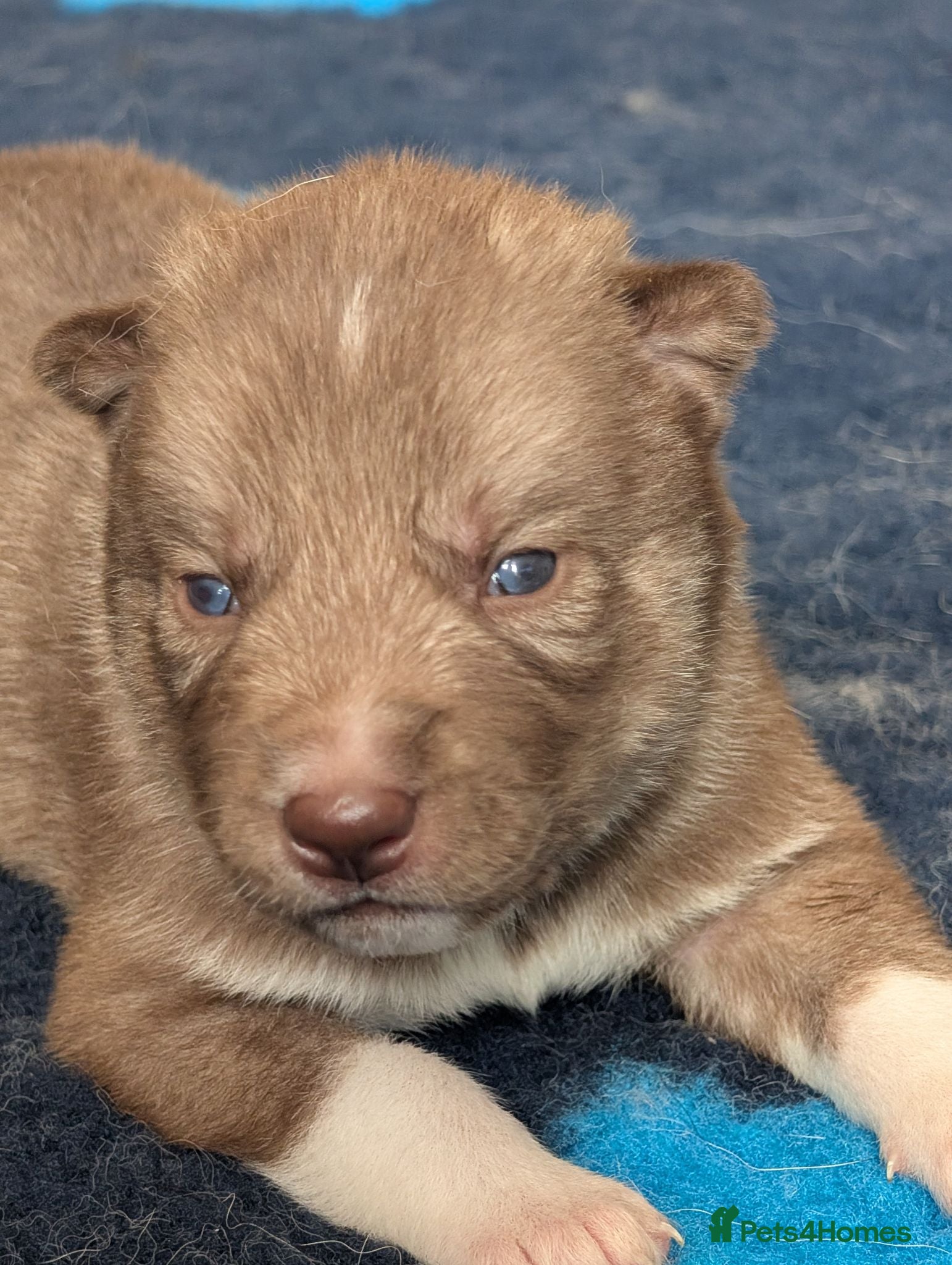 Siberian Husky dogs KC registered Siberian husky puppies - Advert 8