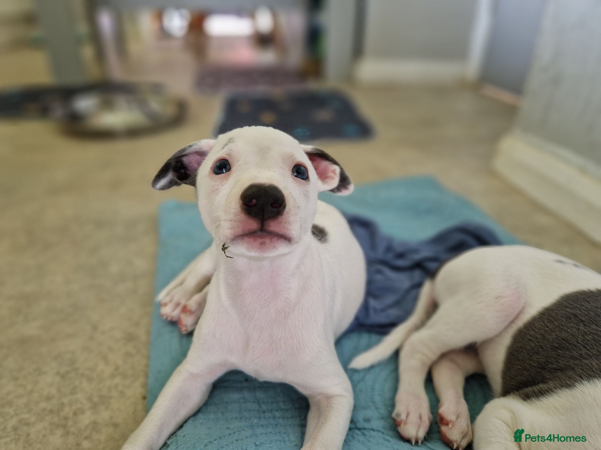 Whippet dogs Heart and DNA tested Blue Parti Whippet Puppies. - Advert 4