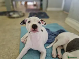 Whippet dogs Heart and DNA tested Blue Parti Whippet Puppies. - Advert 4
