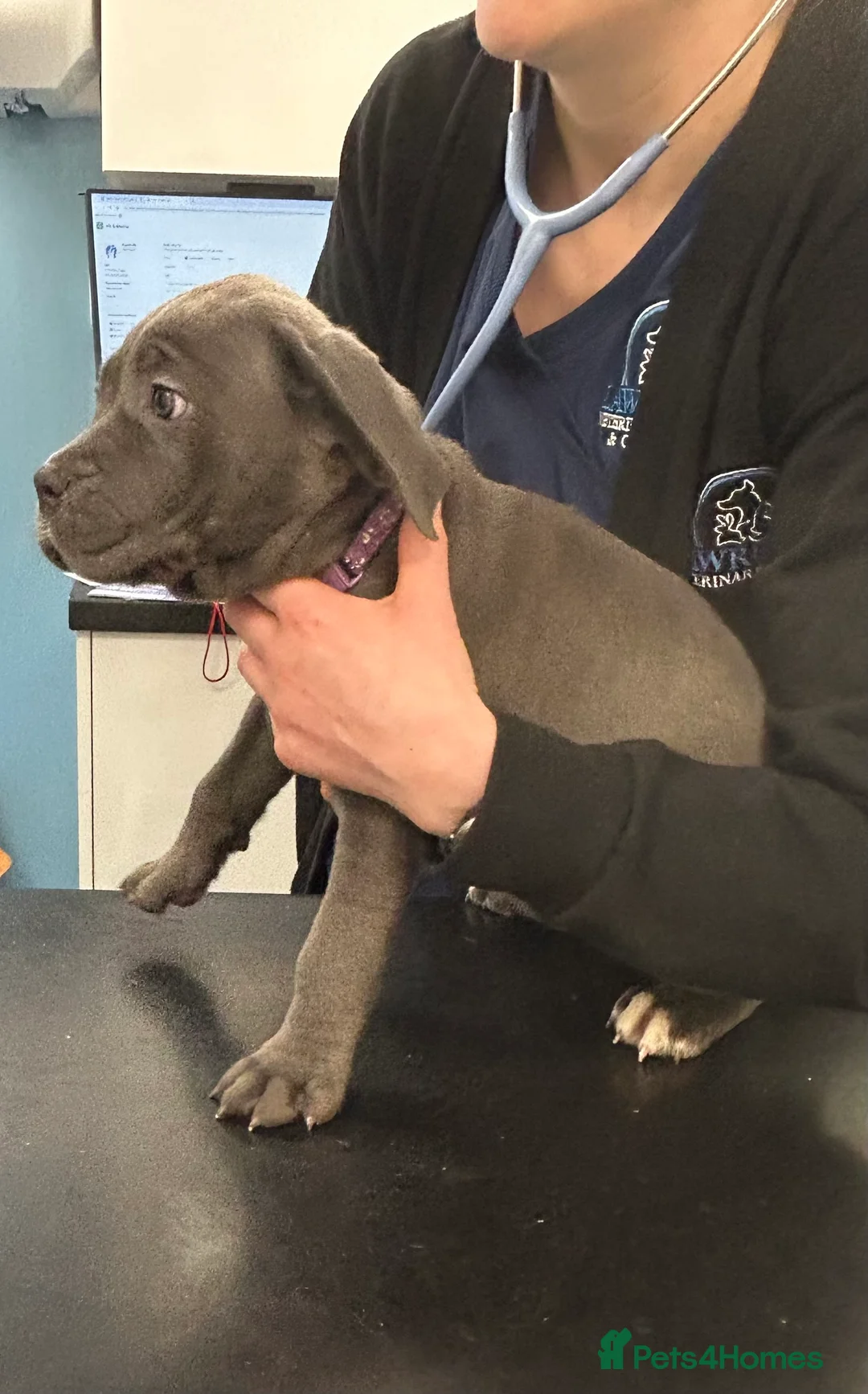 Cane Corso dogs for sale: Cane corso champion bloodline pups  - Advert 18