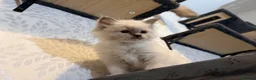 Ragdoll cats for sale: Perfect Blue Point Ragdoll kittens. - Advert 6