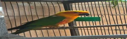 Conures birds for sale: Jenday Conure parrot  - Advert 4