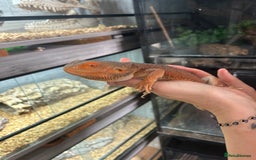 Bearded Dragon reptiles for sale: 1 lovely orange male bearded dragon  - Image 3
