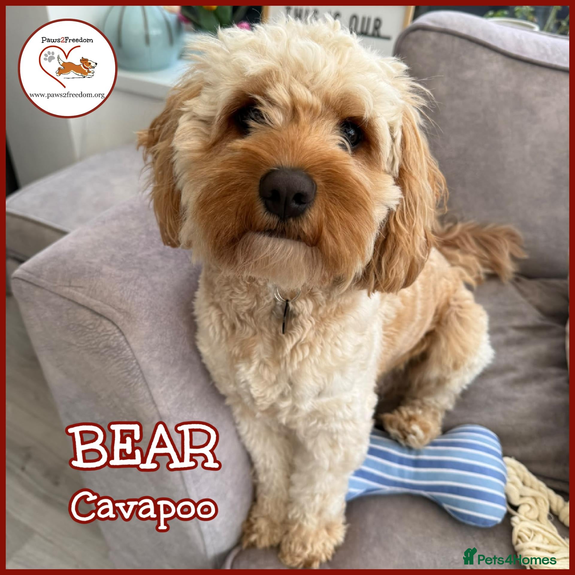Cavapoo dogs BEAR FOSTER TO ADOPT-Cornwall/Devon/SomersetBorder - Advert 1
