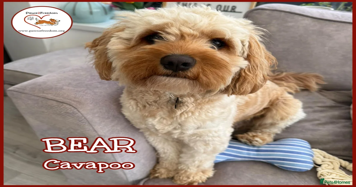 Cavapoo Dogs for adoption in Launceston, Cornwall | Pets4Homes