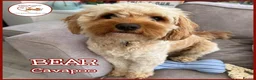 Cavapoo dogs for adoption: BEAR FOSTER TO ADOPT-Cornwall/Devon/SomersetBorder - Advert 1